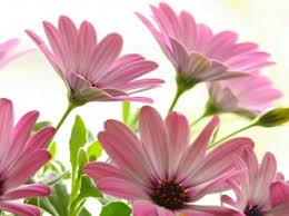 Check spelling or type a new query. World S Top 100 Beautiful Flowers Images Wallpaper Photos Free Download