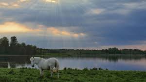 1920 x 1440 jpeg 439 кб. White Horse Wallpaper Animal Wallpapers 39016