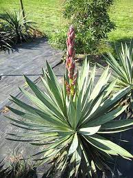 Yucca Gloriosa Architectural Plants