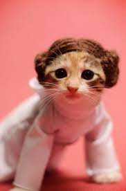 26 Photos Of Cute Kitties In Costumes Cute Cats Pet Costumes Cat Halloween Costume