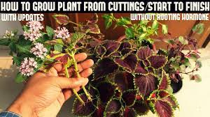 Pin On Plants