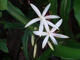 Image result for Crinum harmsii