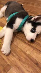 susse baby tiere susse tiere siberian husky
