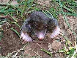 Köstebek ile ilgili görsel sonucu