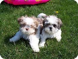 The name is both singular the puppies is a child hip hop duo composed of brother and sister calvin big boy mills and tamara dee mills. Milford Nj Shih Tzu Meet Nikki Dre A Puppy For Adoption Puppy Adoption Dog Care Shih Tzu