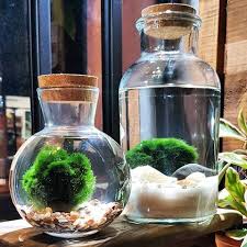 Terra Jardim Atelie Botanico Terrajardim Instagram Photos And Videos Terrarium Plants Winter Plants Plant Sale