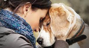 After a pet dies, many families are able to bring their pets to us. Pet Loss Quotes To Help You Through The Toughest Of Times