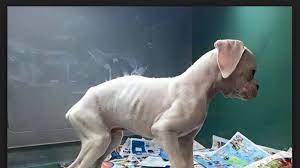 To get the latest on pet adoption and pet care, sign up to hear from us. Petition Demand Texas Officials Ban Pet Stores And Flea Markets From Selling Mill Pets Change Org