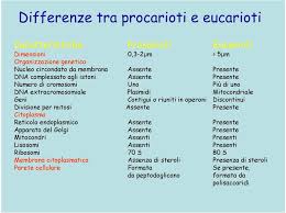 Ad esempio, rna polimerasi i trascrizione di grande mrna e rna polimerasi ii trascrivere snrna, snorna e mirna, ecc. Cosa Sono I Microrganismi Pdf Download Gratuito