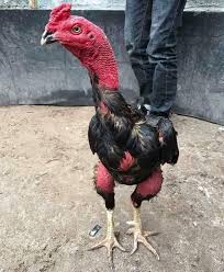 Đa số các giải đấu đều được phát sóng trực tiếp hoặc có thể xem tường thuật lại trong lúc bạn không thể xem trực tiếp như: Ga Ä'a C1 La Gi Tá»•ng Há»£p Video Ä'a Ga C1 Hay Nháº¥t