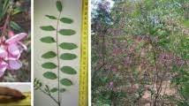 Image result for Psychotria djumaensis