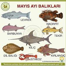 hanife baykus adli kullanicinin saglik panosundaki pin balik balik tarifleri balikcilik