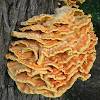 Lion's mane mushrooms are a type of fungus that can be used as a supplement. Https Encrypted Tbn0 Gstatic Com Images Q Tbn And9gcr8x Ngalricypx Dze9yfed0yjos6q18yevhxrum0 Usqp Cau