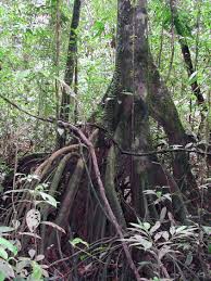 Image result for Myristicaceae