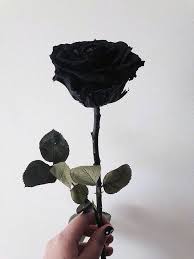 Random Pics To Put A Smile On Your Face Flowers Black Background Black Background Photography Black Aesthetic