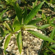 Image result for Ficus laurifolia