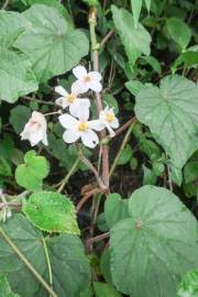 Image result for Ipomoea chloroneura