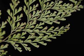 Image result for Odontosoria