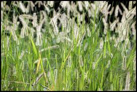Image result for Setaria parviflora