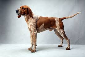 Origin the english coonhound descended from english foxhounds brought to america in the 17th and 18th. Westminster S Best Of Breed Coonhound Puppy English Coonhound Red Tick Coonhound