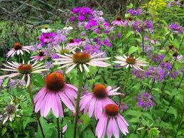 Evergreen Canada Native Plant Database For Ontario Toronto Gardens Native Plants Plants