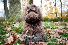 The user is not required to measure out any coffee, there are no filters to clean or coffee to grind. 37 Australian Labradoodle Ideas In 2021 Australian Labradoodle Labradoodle Dog Grooming