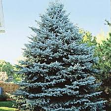 Take it or leave it to answer the question: Colorado Blue Spruce Tree Gurney S Seed Nursery Co