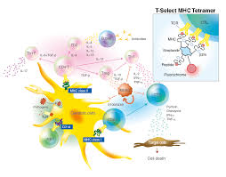 Image result for Major Histocompatibility Complex