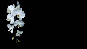 1920x1080 best hd wallpapers of flowers, full hd, hdtv, fhd, 1080p desktop backgrounds for all 3d 60 favorites abstract animals anime art black cars city dark fantasy flowers food holidays love macro flowers wallpapers hd full hd, hdtv, fhd, 1080p 1920x1080 sort wallpapers by: Minimalism Orchids Flowers Black Background White Flowers Wallpapers Hd Desktop And Mobile Backgrounds
