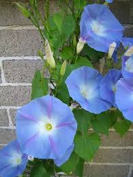 Image result for Ipomoea trinervia