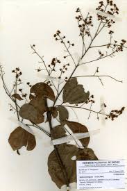 Image result for Agelaea pentagyna