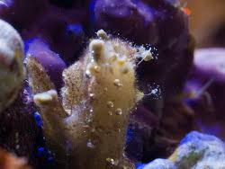 Image result for Sphaerocoryne gracilis