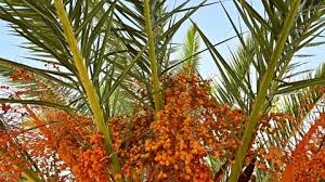 For more queen palm tree information, read on. A Palm Tree Full Of Fruits Contrast Of Stock Video Pond5