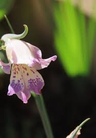 Image result for Gladiolus magnificus