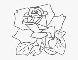 Rose Drawing Pink Clip Art White Rose Outline Png Transparent Png Transparent Png Image Pngitem Rose drawings are just as enthralling and as captivating as the real roses. white rose outline png transparent png