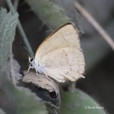 Image result for Tridactyle virgula