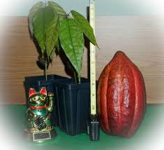 Learn about the history, processing, and products of cocoa. Buy Cacao Trees For Sale Cocoa Chocolate Pepesplants Com Tropical Fruit Trees For Sale Online At Pepe S Fruit Trees