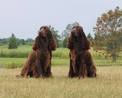 We have been raising high quality field bred english springer spaniel in saskatchewan, since 2004. Killara Field Spaniels Killara Field Spaniels