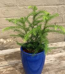 It will not tolerate temperatures below 40. Norfolk Island Pine Plants Sunnyside Gardens