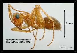 What is smaller than an ant's dinner ? Ant Introduction