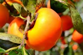 Mudas Frutíferas (Nativas e Exóticas) - Frutabella