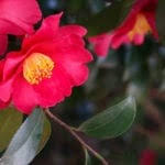 Maybe you would like to learn more about one of these? Camellia Cold Tolerance Tips For Treating Cold Damage In Camellia Shrubs