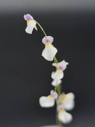 Image result for Utricularia scandens
