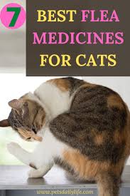 Pin On Pet Information