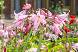 Image result for Crinum moorei