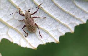 We urgently need to find alternative, sustainable means to control crop pests. monsanto, dow, and other large chemical companies that depend on selling millions of tons of. Troublesome Pest Makes A Comeback Good Fruit Grower