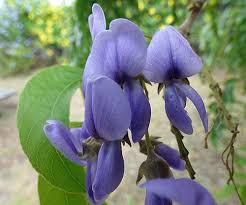 Image result for Bolusanthus
