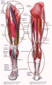 I'll give you a little hint before you continue on: Muscles In Hip Cea1 Com Human Body Anatomy Leg Muscles Anatomy Leg Muscles Diagram Human Anatomy And Physiology