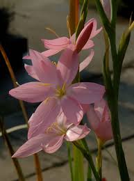 Image result for Hesperantha ballii