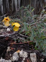 Image result for Chamaecrista paralias